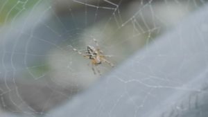 photo of spider