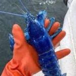 Man holding blue lobster