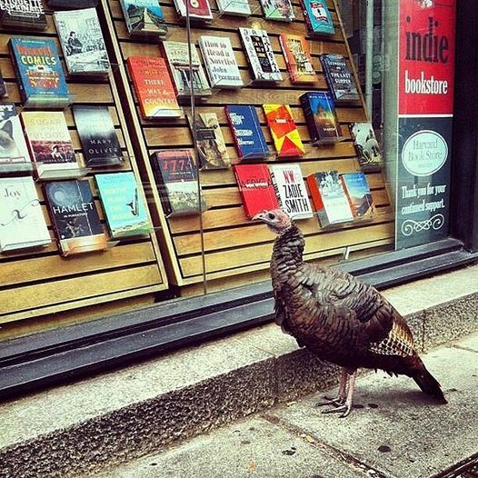 Turkey in front of Harvard Bookstore